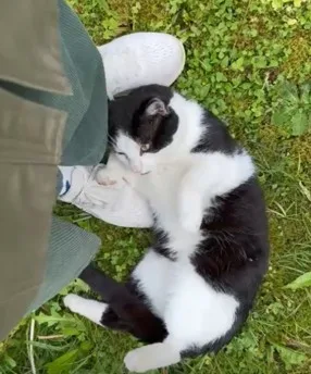 Ein schwarz-weisser Kater räkelt sich vor Menschenfüssen.